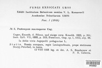 Protomyces macrosporus image